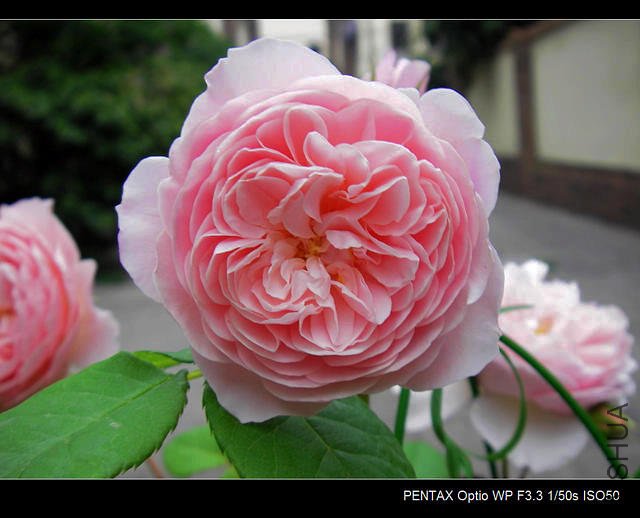 IMGP4725.JPG