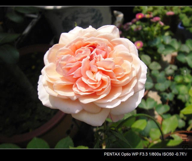 IMGP4575.JPG