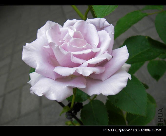 IMGP4847.JPG