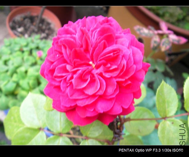 IMGP4795.JPG