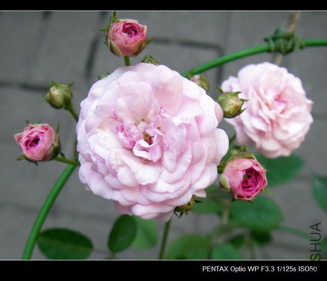 IMGP4680.JPG