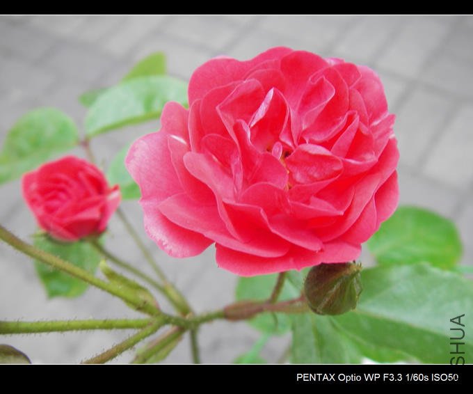 IMGP4838.JPG
