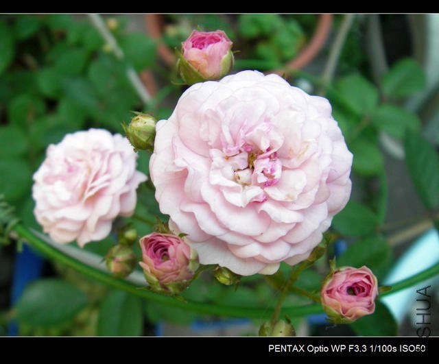 IMGP4679.JPG