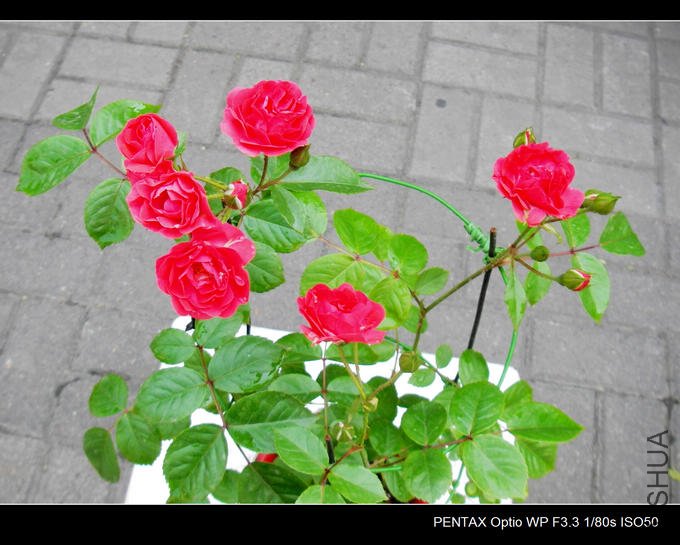 IMGP4836.JPG