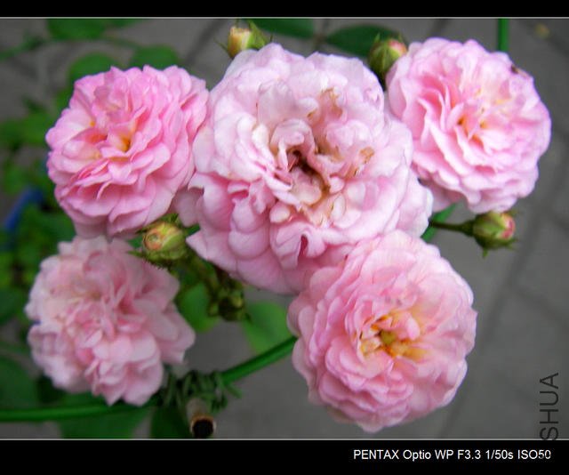 IMGP4738.JPG
