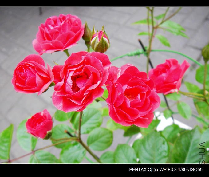 IMGP4837.JPG