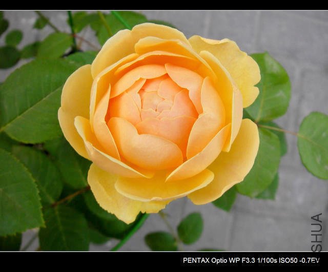 IMGP4603.JPG