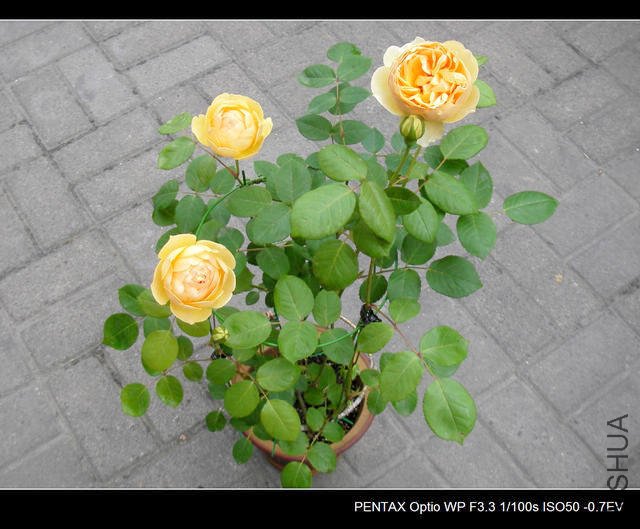 IMGP4608.JPG