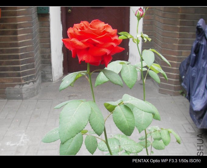 IMGP4816.JPG