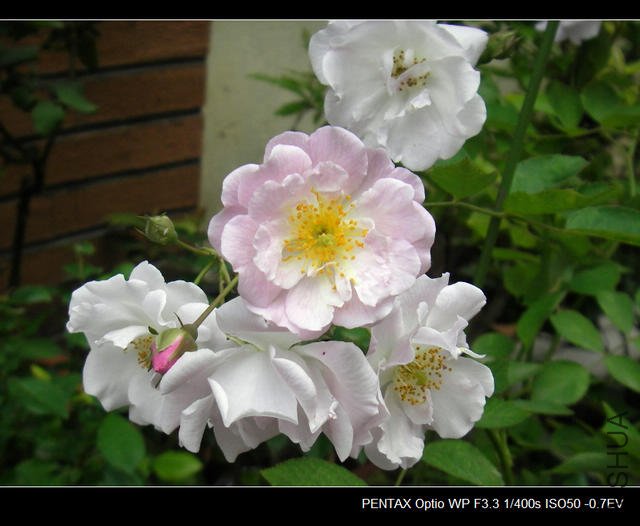 IMGP4568.JPG