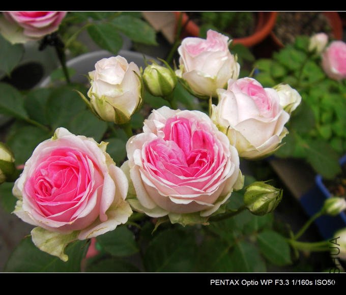 IMGP4824.JPG