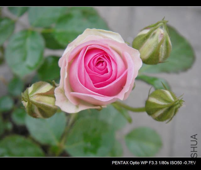 IMGP4613.JPG