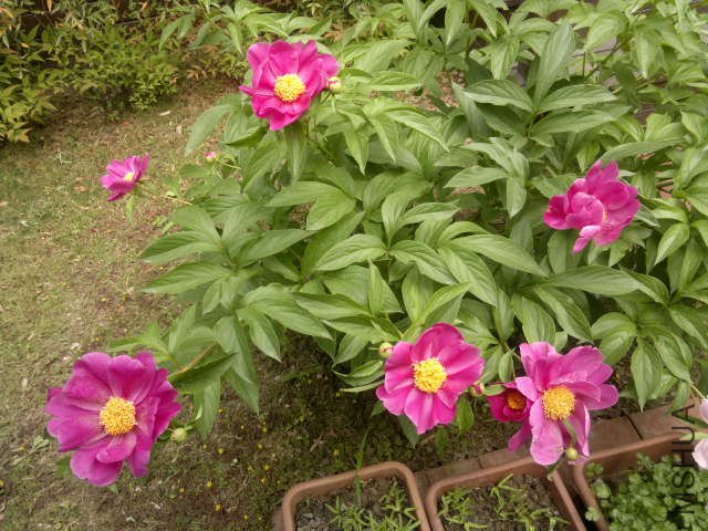 20110430214.jpg