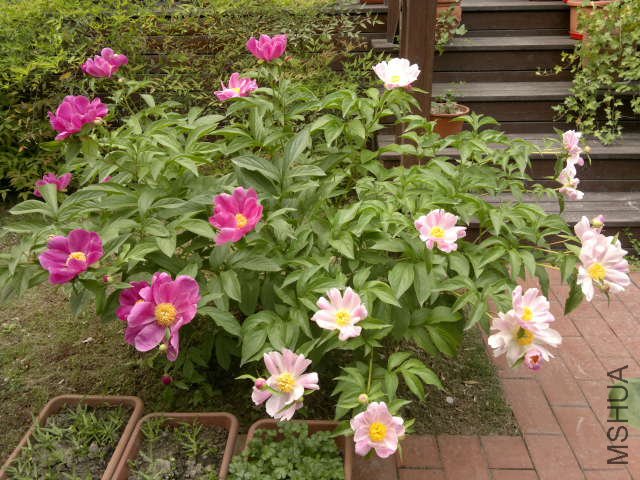 20110430216.jpg