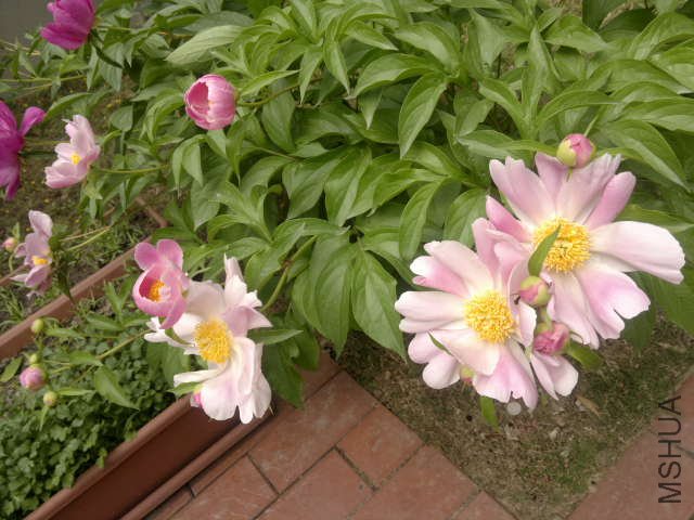20110430212.jpg