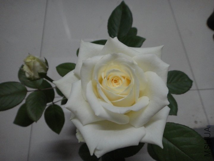 p_large_CpYh_51b3000093615c16.jpg