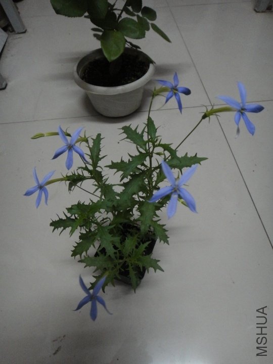 p_large_2fid_51b3000093645c16.jpg