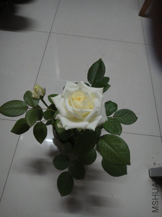 p_large_7o5M_51bd000185b05c16.jpg
