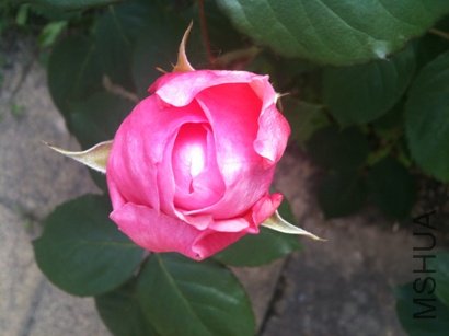 IMG_1951.jpg