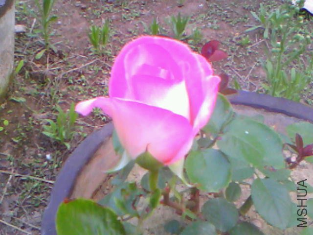 20110514A004.jpg