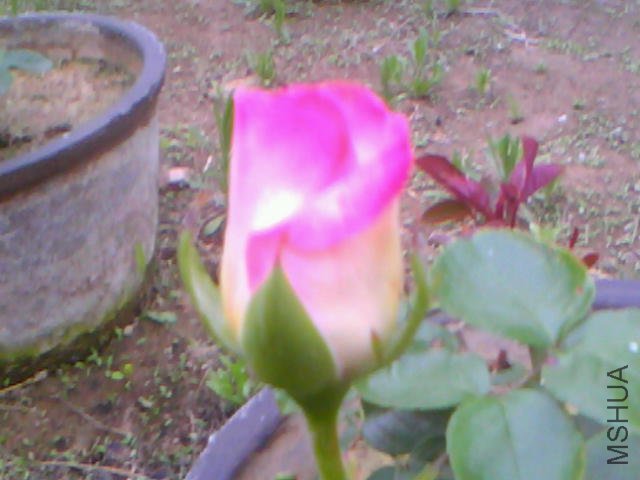20110513A002.jpg