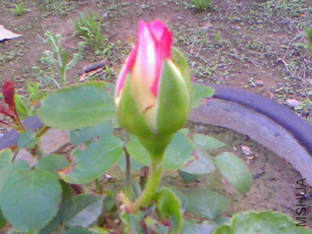 20110512A001.jpg