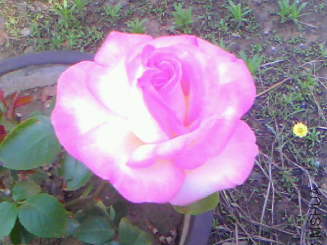 20110516A002.jpg