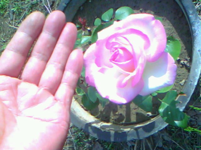 20110515A008.jpg