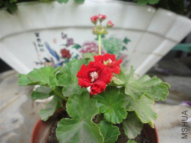 ��õ�忪����