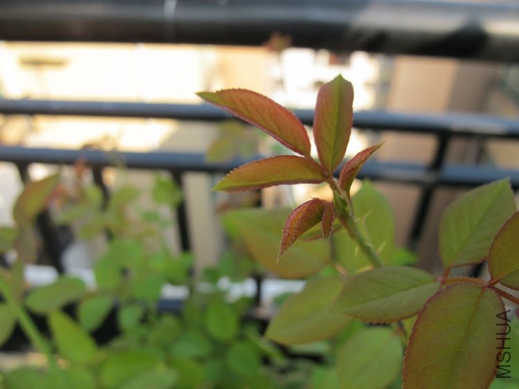 Erin rose����1.jpg