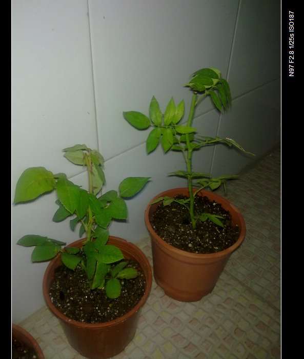 20110518108.jpg