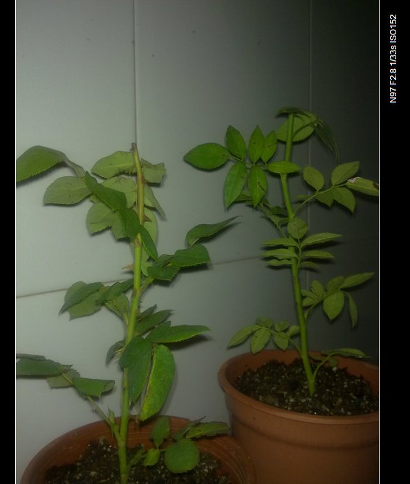 20110518110.jpg