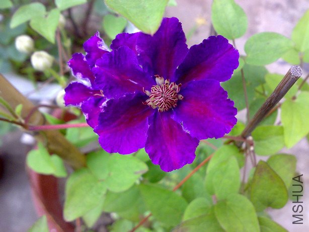 20110519780.jpg