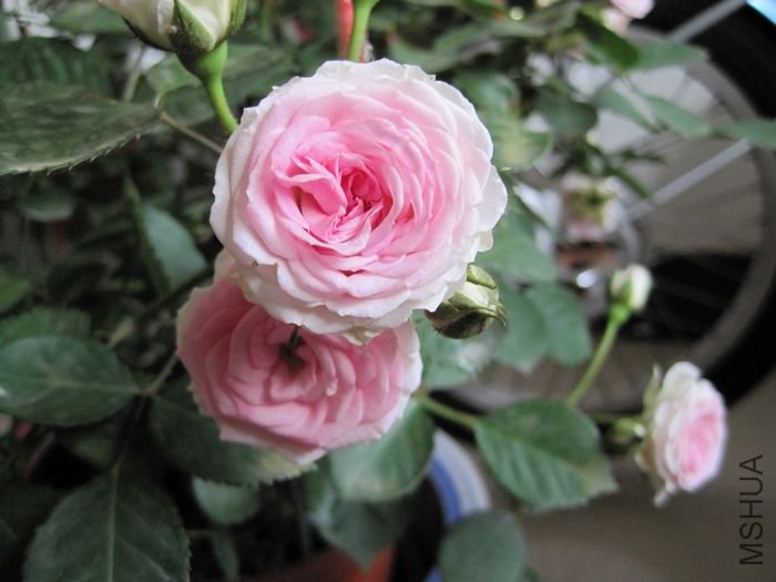 ��Ƭ 097.jpg