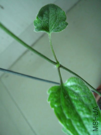 DSC02362.JPG