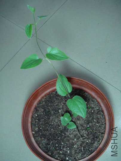 DSC02350.JPG