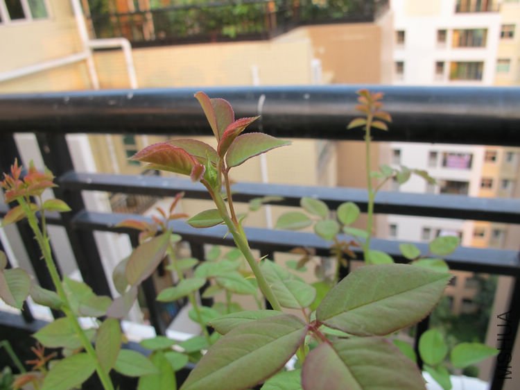 Erin rose����2.jpg