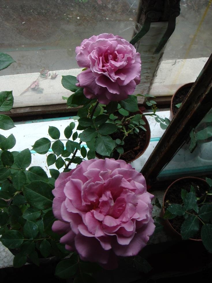 DSC00075.JPG