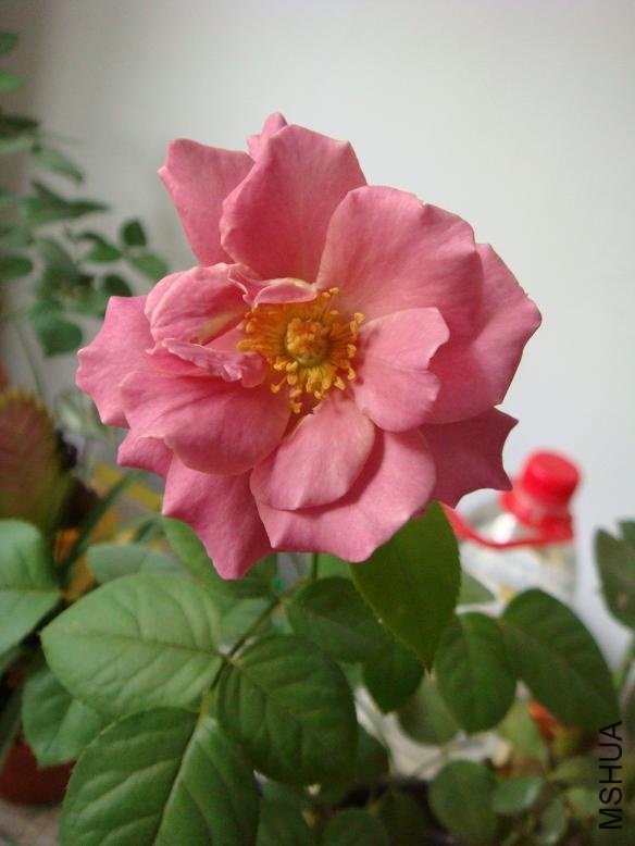 DSC01473.JPG