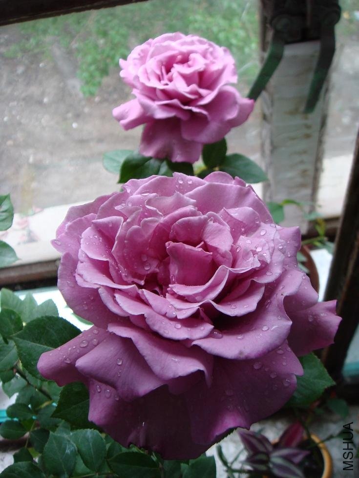 DSC00043.JPG