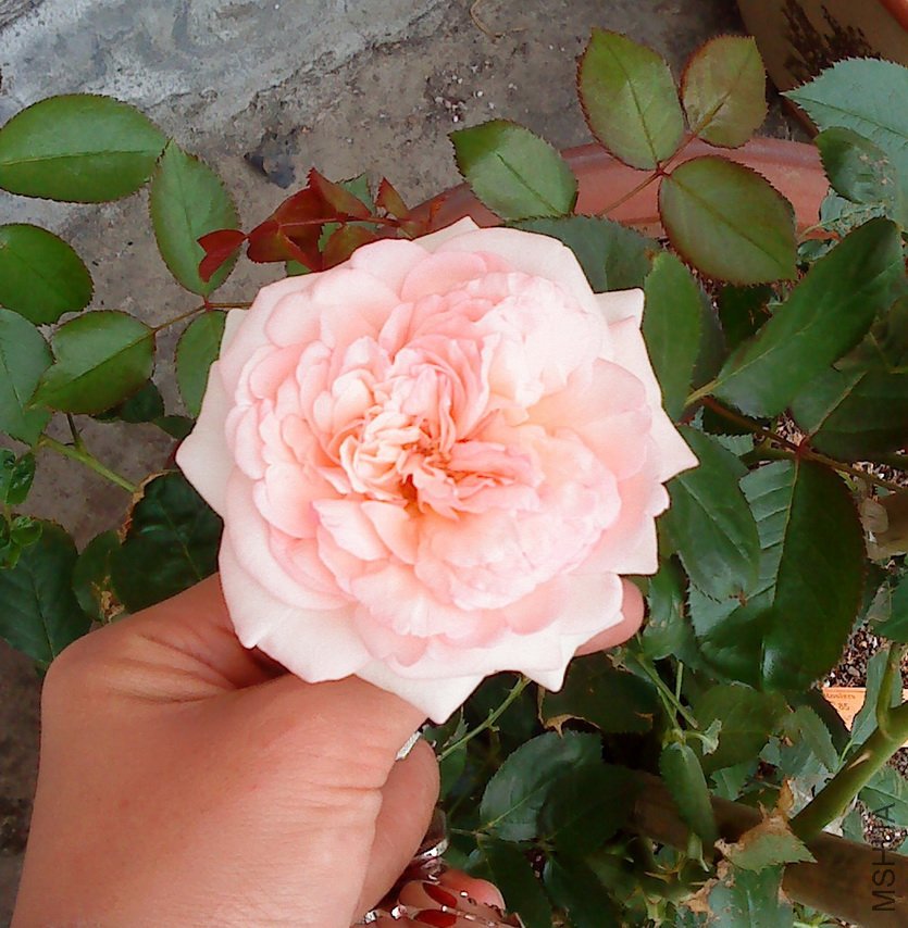 DSC00143--.jpg