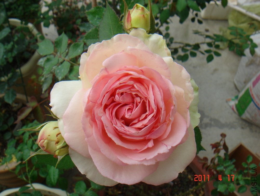 DSC07650----.jpg