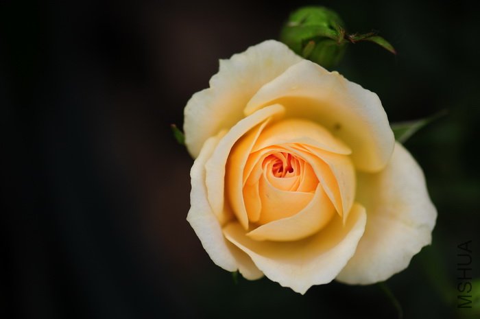 DSC_8252.JPG