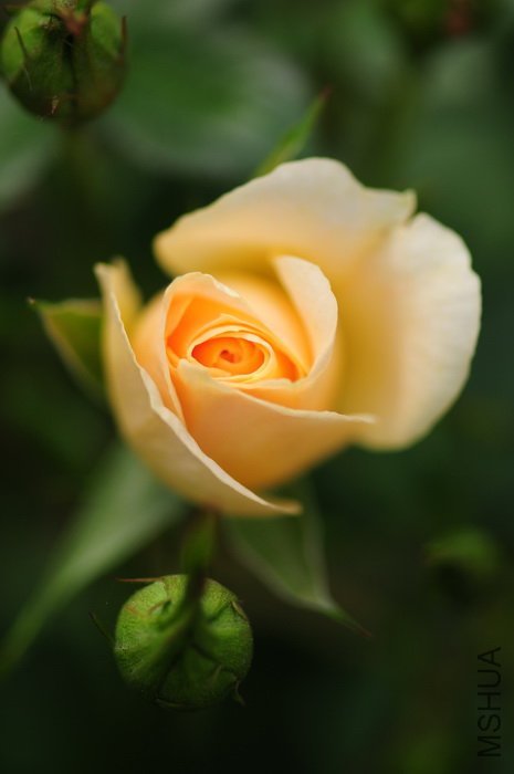 DSC_8251.JPG