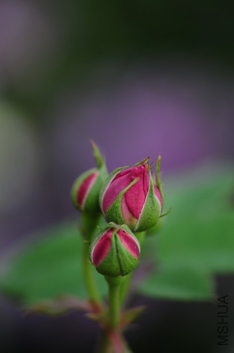 DSC_8275.JPG