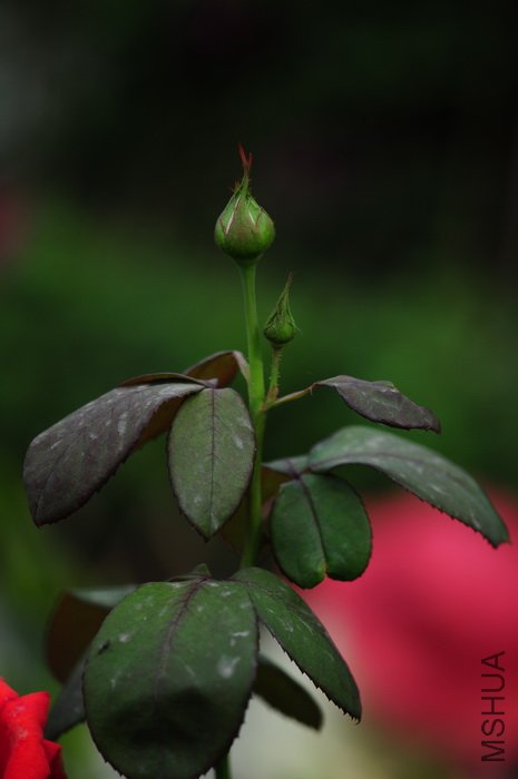 DSC_8270.JPG
