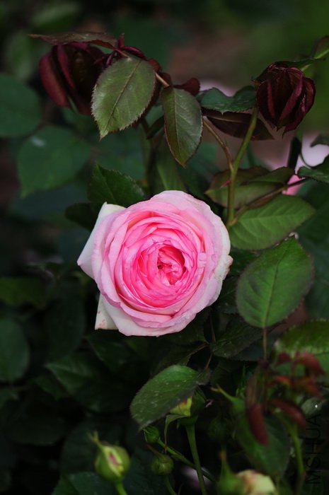 DSC_8279.JPG