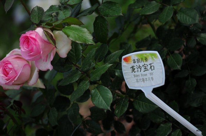 DSC_8280.JPG