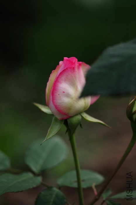 DSC_8282.JPG