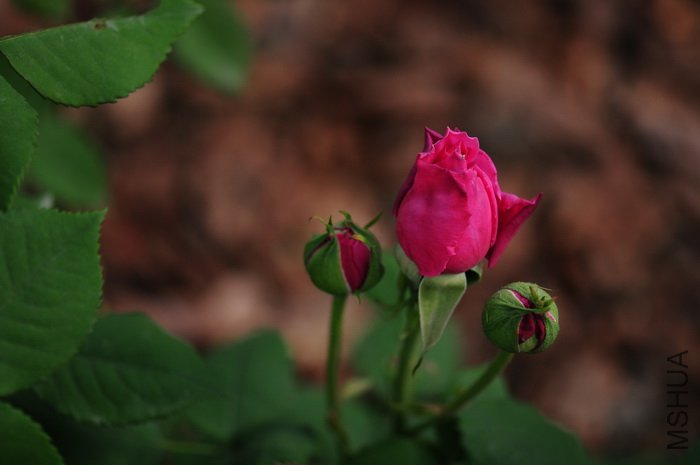 DSC_8289.JPG
